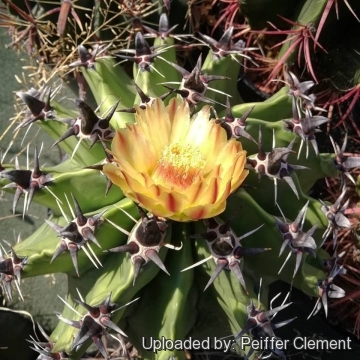 Ferocactus peninsulae f. brevispinus