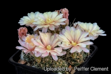 Gymnocalycium andreae subs. carolinense