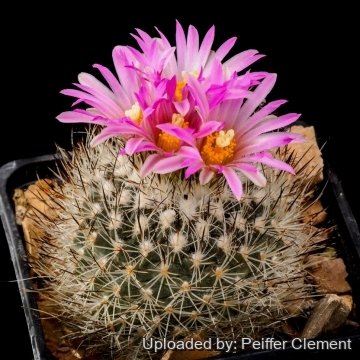 Turbinicarpus mandragora subs. beguinii
