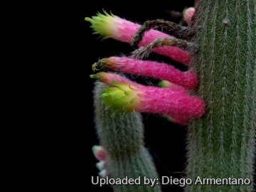 Cleistocactus ferrarii