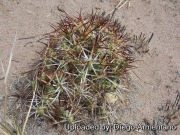 Maihueniopsis glomerata