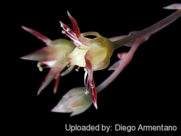 Graptopetalum macdougallii