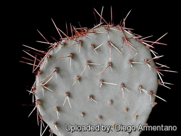 Opuntia aureispina