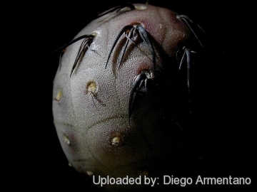 Tephrocactus geometricus