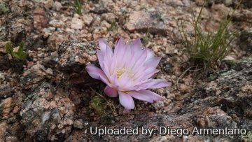 Gymnocalycium monvillei