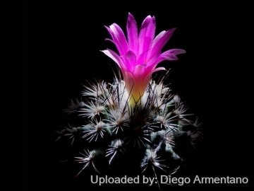 Turbinicarpus viereckii