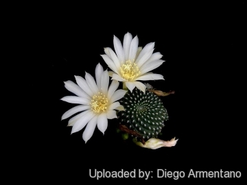 Rebutia krainziana var. albiflora