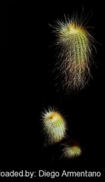 Parodia leninghausii