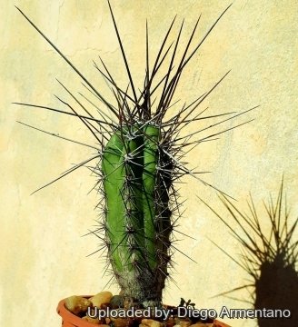 Stetsonia coryne