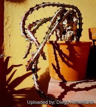 Euphorbia knuthii