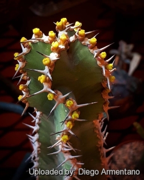 Euphorbia polyacantha