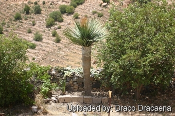 Dracaena draco subs. ajgal