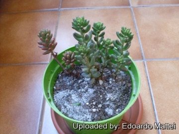 Sedum х rubrotinctum