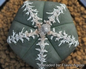 Astrophytum myriostigma cv. Sazanami