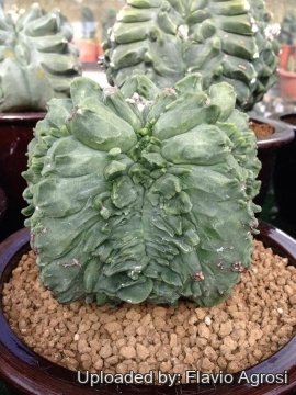 Astrophytum myriostigma cv. Yoroi