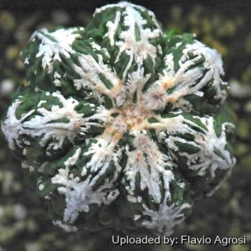 Astrophytum myriostigma cv. Fire Works