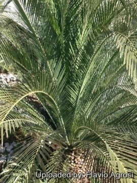 Macrozamia moorei