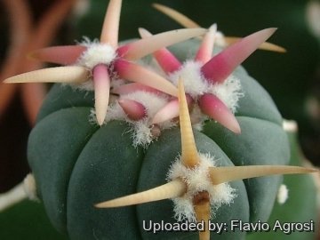 Echinocactus horizonthalonius cv. Sirotoge Suiheimaru