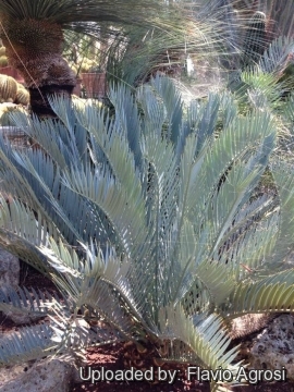 Encephalartos lehmannii