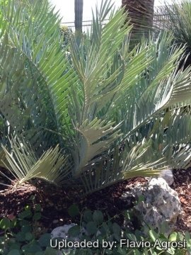 Encephalartos trispinosus