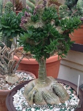 Pachypodium succulentum f. cristatum