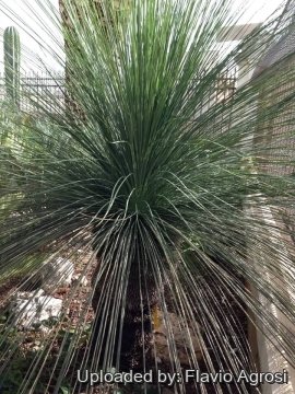 Xanthorrhoea glauca