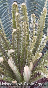 Encephalartos transvenosus