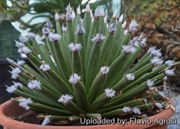 Agave albopilosa