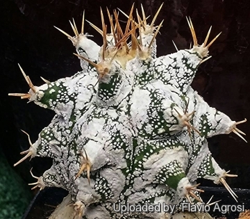 Astrophytum ornatum cv. Kikko