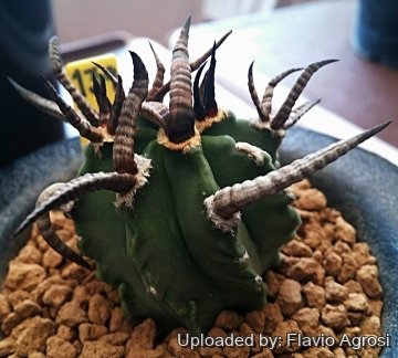 Astrophytum capricorne var. crassispinum cv. Taiho-gyoku