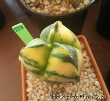 Astrophytum myriostigma var. tricostatum f. nudum variegatum