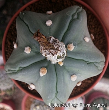 Astrophytum asterias cv. Goryo Kabuto (Five Ribs) + Ruri