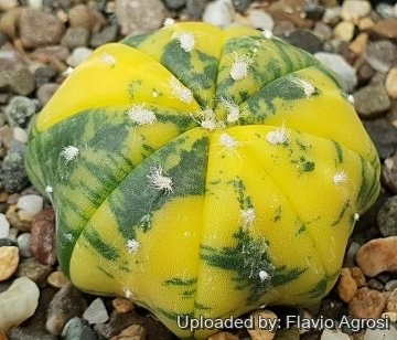 Astrophytum asterias cv. Ruri Kabuto Nisiki (Yellow)