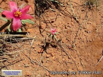 Portulaca kermesina