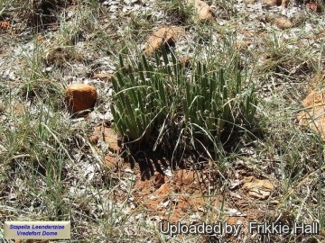 Stapelia leendertziae