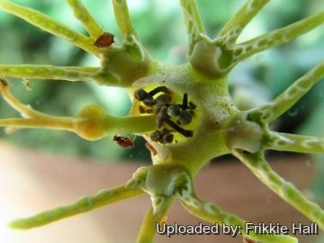 Euphorbia ornithopus