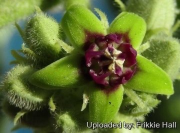 Raphionacme procumbens
