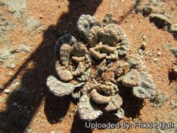 Titanopsis calcarea