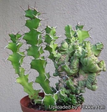 Euphorbia grandicornis f. cristata