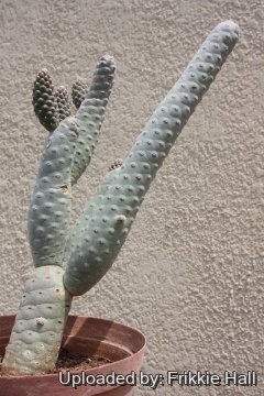 Tephrocactus articulatus var. diadematus f. inermis
