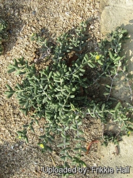 Delosperma echinatum