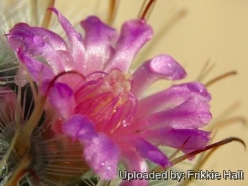 Mammillaria bombycina cv. Split Spine