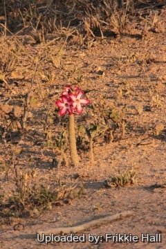 Adenium multiflorum