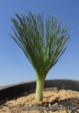 Gethyllis grandiflora