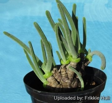 Monilaria obconica