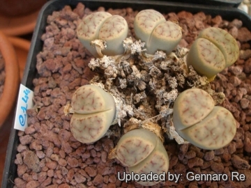 Lithops schwantesii C144 (grey Form) 55 km NNE of Aus, Namibia