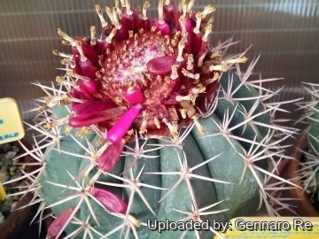 Melocactus salvadorensis