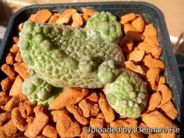 Pseudolithos caput-viperae