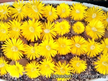 Lithops hookeri var. marginata C154 (red-brown Form) 30 km NW of Hopetown, South Africa