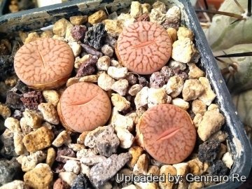 Lithops pseudotruncatella subs. dendritica C072 65 km WSW of Rehoboth, Namibia